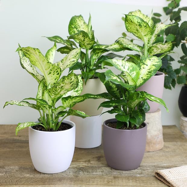 Gardenera Premium Dumb Cane Potting Soil Mix - Ideal Blend for Growing Robust and Healthy Dumb Cane Plants - 3 Quart