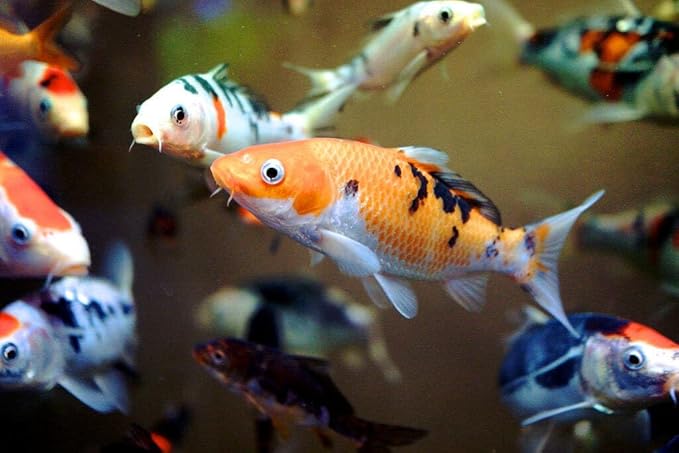 Aquatic Foods Inc. Goldfish Flakes, 42% Protein Color Enhancing and Spirulina Flakes for Aquarium & Pond Goldfish, Koi and All Pond Fish...WL…1-lb Poly Bag