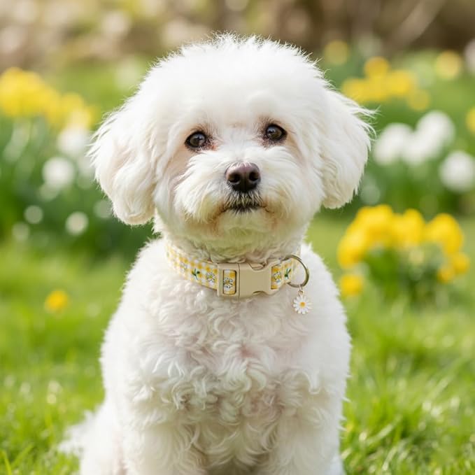 Cute Dog Collar, Yellow Plaid Dog Collar with White Floral Pattern, Spring Summer Design Floral Collar for Girls Boys Small Dogs