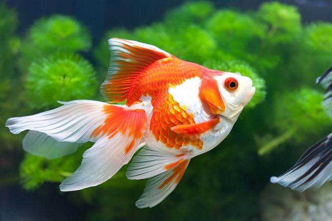 Aquatic Foods Inc. Goldfish Flakes, 42% Protein Color Enhancing and Spirulina Flakes for Aquarium & Pond Goldfish, Koi and All Pond Fish...WL 1-lb 2oz Lg Jar