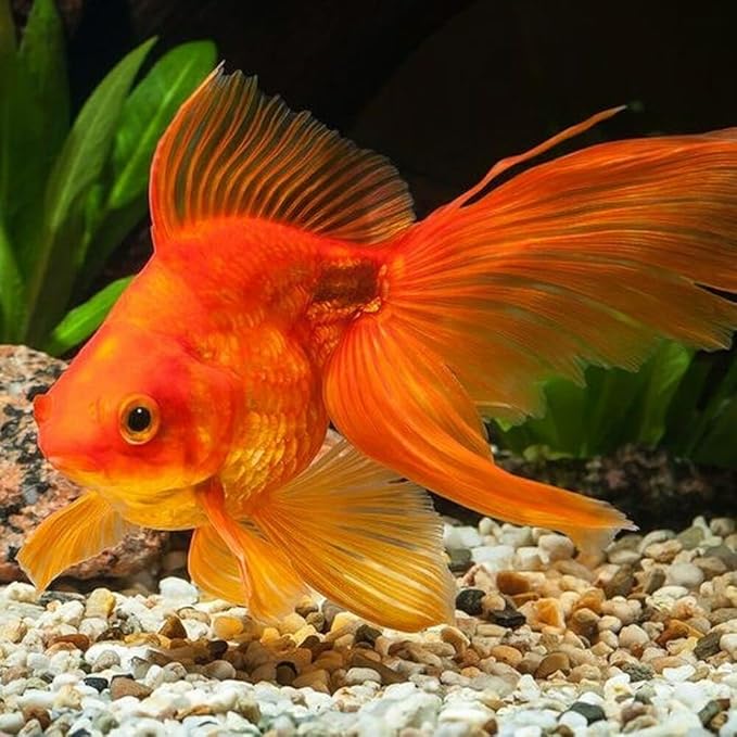 Aquatic Foods Inc. Ultra Intense Color Enhancing with a 10-Day Color Change, 1.5mm - 2mm Floating Pellets for Cichlids, Discus, All Baby and Small Tropical Fish & Pond Fish...1/4-lb Bag