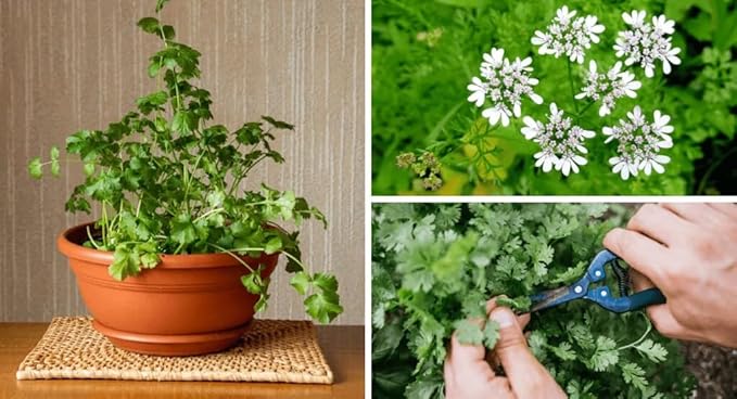 GARDENERA Cilantro Plant Potting Soil - Enhance Flavor and Health with Professional Grade Nutrient-Rich Mix - 3 Quart