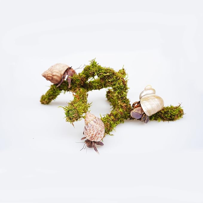 Hermit Crab Accessory, 6 Inch Adjustable Shape Versatile Hermit Crab Climbing Toy, Mini Hide