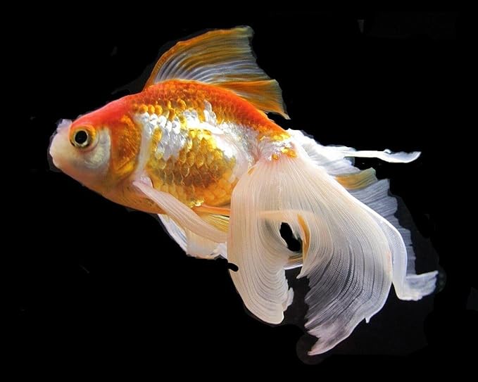 Aquatic Foods Inc. Flowerhorn Fish Ultra Red Color Enhancing 1.5mm-2mm Floating Pellets. Color Enhancing in 10-Days for Baby, Juvenile and Adult Flowerhorn…1-lb 8oz Medium Jar