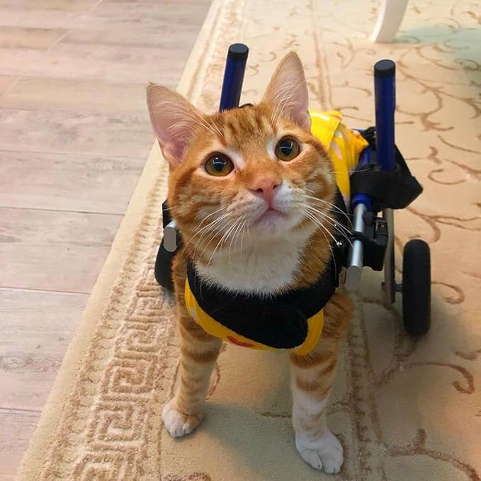 Walkin' Wheels Lightweight – for Small Cats 2 to 20 Pounds – Veterinarian Approved – Cat Wheelchair for Back Legs, for Cats 11-20 lbs, 9-13 inches Leg Height – Seafoam