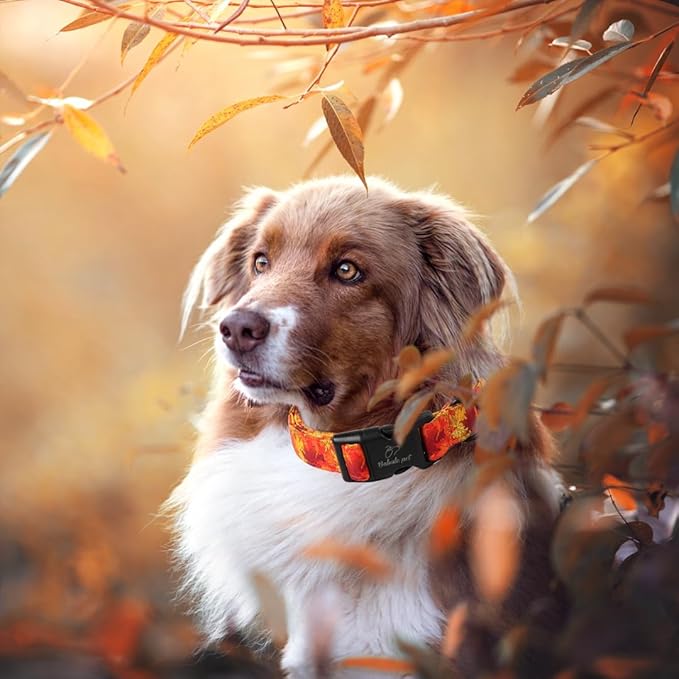 Fall Dog Collar, Gold Maple Leaves Pattern Fall Thansgiving Puppy Collar, Soft Adjustable Cotton Holiday Dog Collars for Small Medium Large Boy&Girl Dogs L