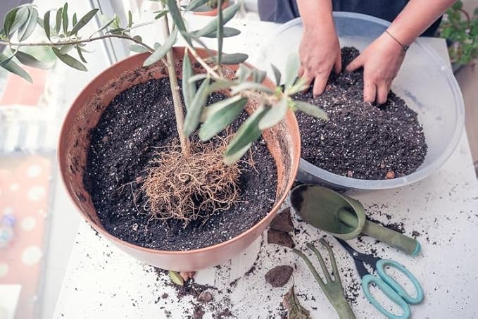 Gardenera Premium Olive Tree Potting Mix - Perfect Balance of Air, Moisture, and Nutrients - 1 Quart