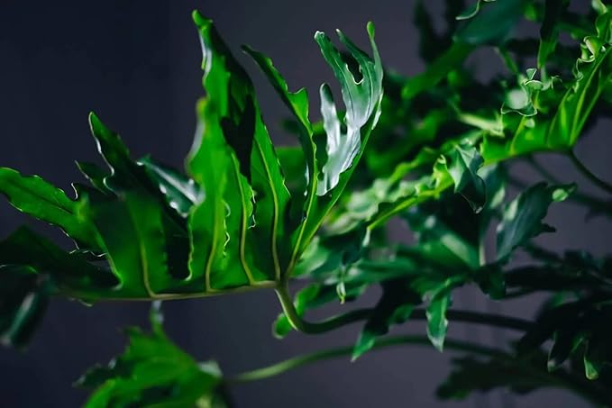 Gardenera Split Leaf Philodendron Soil Blend - Specially Designed for Unique Plant Needs - 4 Quart