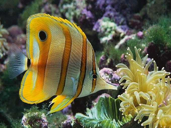 Aquatic Foods Inc. Marine Fish Flakes of Red & Green Algae, Seaweeds for Tangs, Butterflies, Angelfish, Anthias, Clown Fish, Damsels...WL 6oz Med Jar