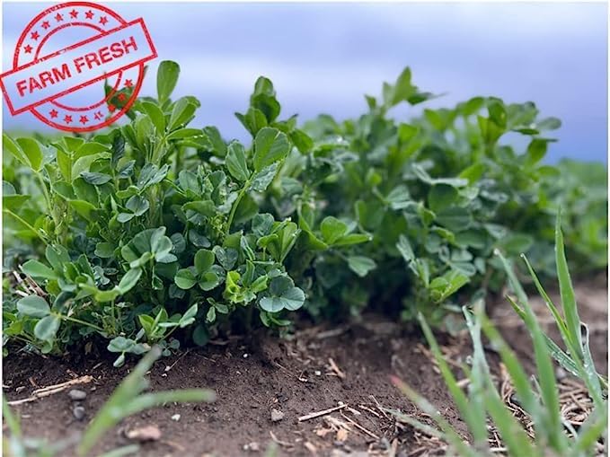 Bunny Honey Organic Alfalfa Hay for Tortoise 12 lb Dim wt/5 lb High-Protein & Calcium, Supports Growth & Dental Health, Fresh & Nutritious