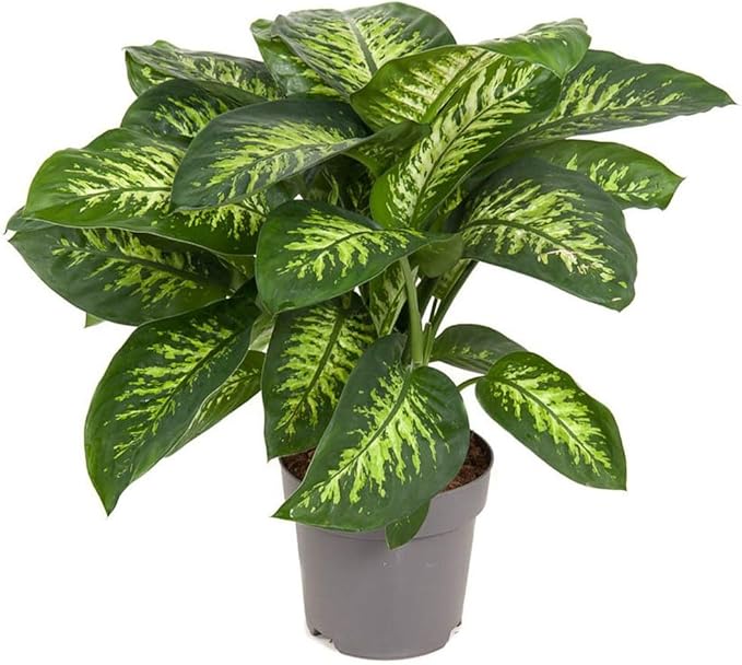 Gardenera Premium DIEFFENBACHIA Potting Soil Mix - Ideal for Growing Robust and Healthy Dieffenbachia - 5 Quart