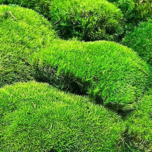 Preserved Pole Moss Pillow Bun Cushion Natural Green Decorative Real Natural Green DIY Kit Terrariums Gardenning Art Wall Decor Florist Decor Easter Table Decor Wedding(12.0 sq.ft., Green-B)
