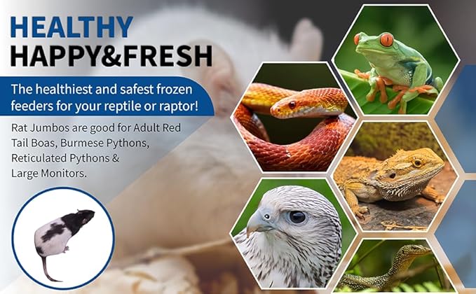 MiceDirect Frozen Rat Jumbo Feeder Snake Food for Burmese Pythons, & Large Monitors (5 Count)