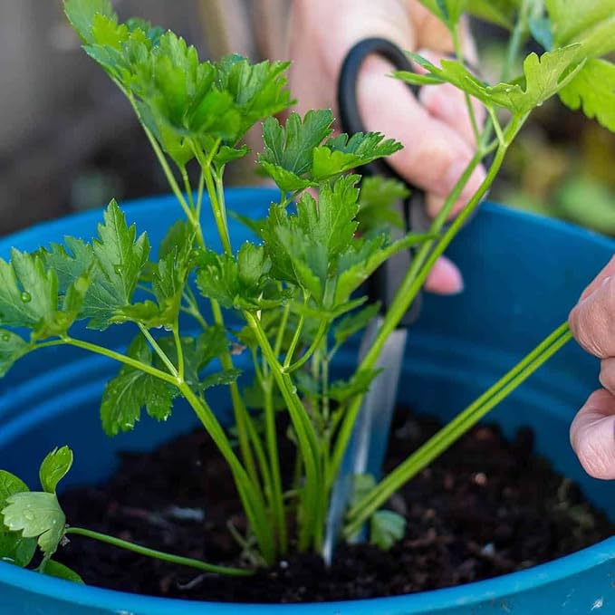 Premium Parsley Plant Soil Mix by Gardenera - Stimulate Growth and Elevate Culinary Dishes with Nourishing Formula - 5 Quart
