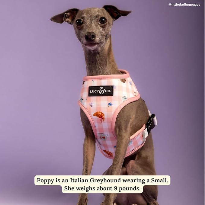 Lucy & Co. Sipping Slowly Reversible Dog Harness, Adjustable Comfort Fit with Dual Leash Attachments, Medium