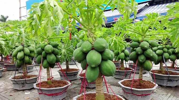 Gardenera Papaya Plant Potting Mix - Unlock Rich Growth and Flavorful Harvests with Our High-Performance Formula - 20 Quart