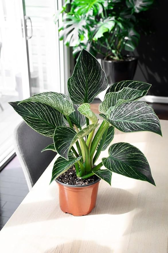 Gardenera Premium Pomegranate Potting Soil Mix - Ideal Nutrient Blend for Growing Robust, Flavorful, and Bountiful Pomegranate Trees - 1 Quart