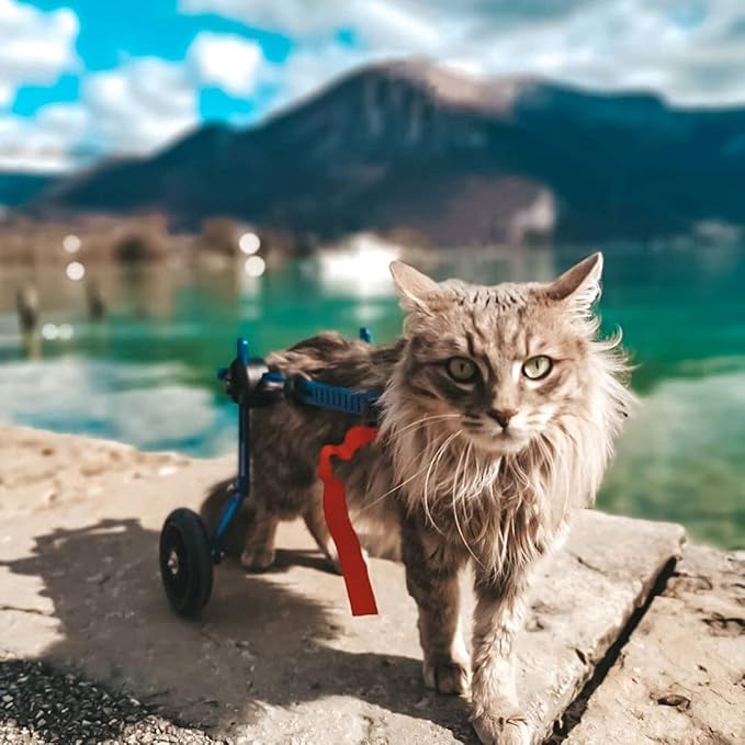 Walkin' Wheels Lightweight – for Small Cats 2 to 20 Pounds – Veterinarian Approved – Cat Wheelchair for Back Legs, for Cats 2-10 lbs, 9-12 inches Leg Height – Blue
