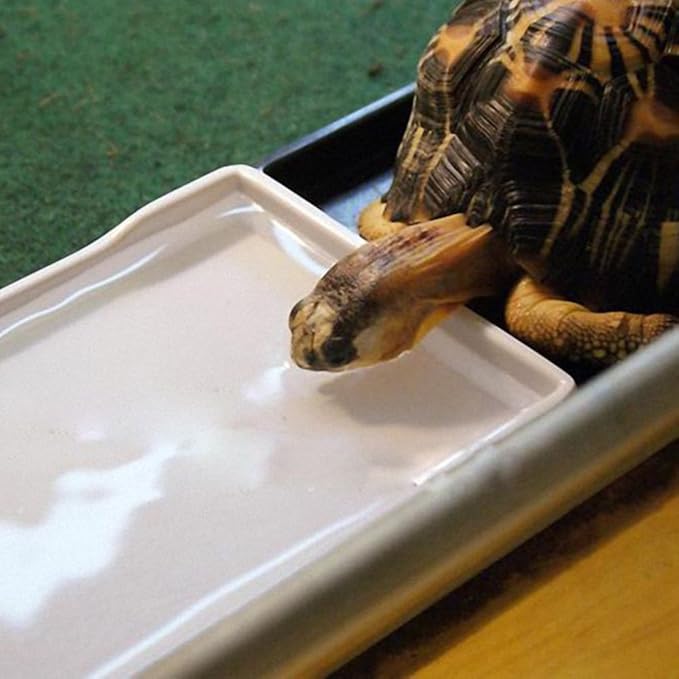 OMEM Reptile Bowl Large Food and Water Dish Enough Space Also Fit for Bath Simulated Wood Grain Surface (S, White)