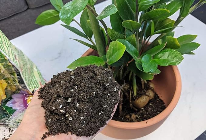 Gardenera Premium ZZ Plant Superior Growth Soil - Perfect Aeration for Robust Root Development & Plant Health - 3 QUARTS