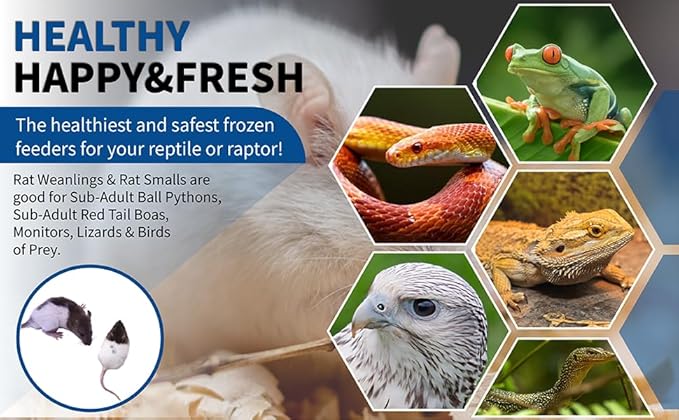 MiceDirect 80 Frozen Rat Combo Pack 40 Rat Weanlings and 40 Rat Small Feeders Snake Food for Juvenile Ball Pythons and Monitors (3.5-6 in)(Pack of 80)(3000 Grams Min)