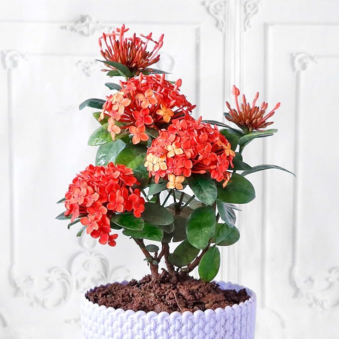 Premium Ixora Plant Soil Mix by Gardenera - Stimulate Growth and Elevate Colorful Blooms with Nourishing Formula - 5 Quart