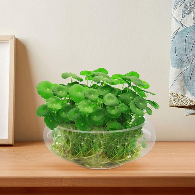 VOSAREA Glass Vase Bowl Glass Bubble Bowl Terrarium Succulent Planter Air Plants Hydroponic Display Floating Candles Clear Bubble Fish Aquatic Plant Pot Daffodil Pot (9.82X9.82X3.93in)