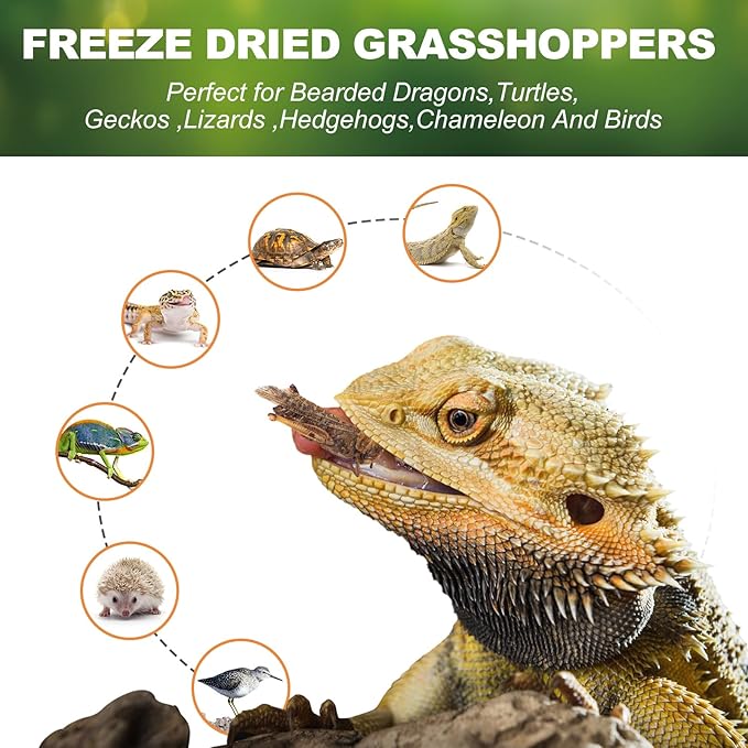 Dried Grasshoppers Reptile Food All Natural - High Protein Dried Insects Treats for Bearded Dragons Turtles Geckos Lizards Hedgehogs Chameleon Birds（3.5 OZ）