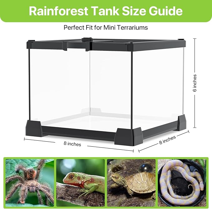 Mini Glass Terrarium Tank 8"x8"x6" with Top-Opening Mesh Lid, 360° Clear View, Ventilated Enclosure for Tarantulas, Jumping Spiders, Isopods, Froglets, & Small Reptiles