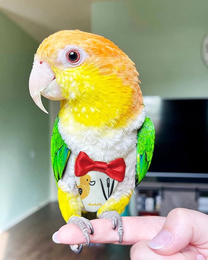 UKJENT Bird Diaper Protective Parrot Nappy - 4 Pack, Reusable Flight Suit with Waterproof Inner Layer, Washable Cute Urine Wet Suit for Cockatiel Monk Parakeet Sun Parakeet Lory(S)