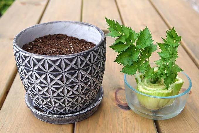 GARDENERA Premium Celery Potting Soil Mix - Optimal Nutrient-Rich Blend for Thriving and Crisp Celery Plants - 3 Quart