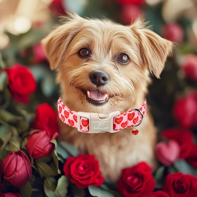 Valentines Dog Collar for Medium Dogs - Valentine Red Conversation Hearts Dog Collars, Love Boy Girl Dogs Collars, Lightweight Adjustable Cute Puppy Collar with Quick-Release Buckle M