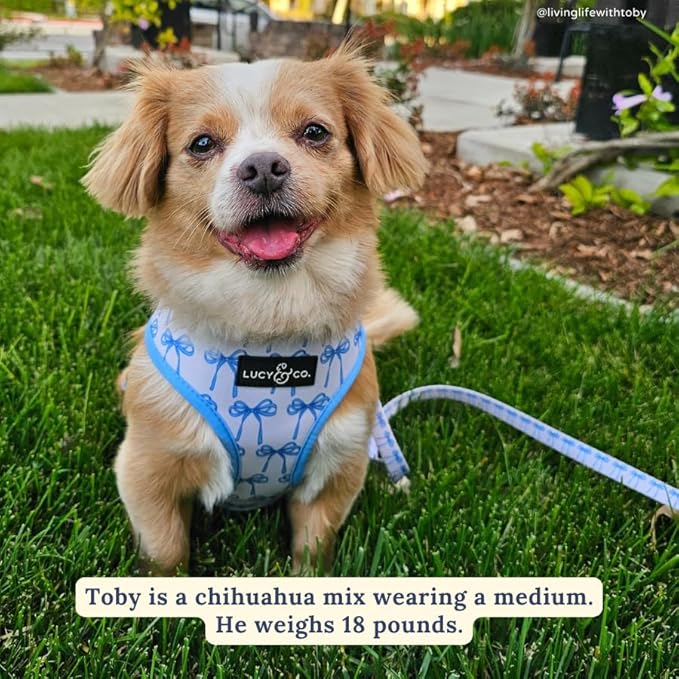 Lucy & Co. Cute Reversible Dog Harness Walking Halter - Best Designer Pet Harnesses for XS - XL Dogs - Padded Adjustable Vest for Easy Walking - Small - White with Blue Bows