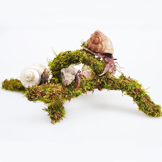 Hermit Crab Accessory, 6 Inch Adjustable Shape Versatile Hermit Crab Climbing Toy, Mini Hide