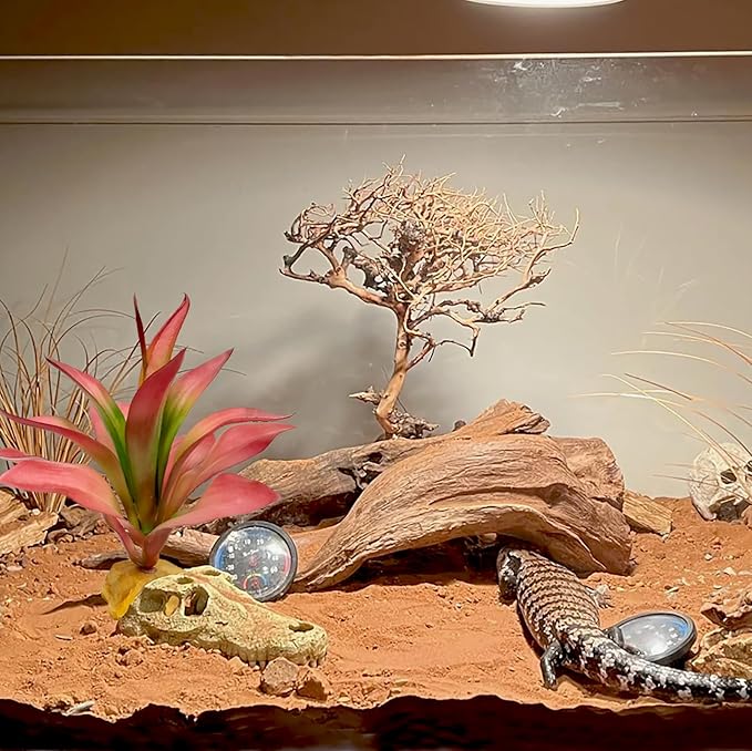 Woyrise Reptile Plants Succulent, Artificial Desert Plant for Terrarium Decor, Bearded Dragon Tank Accessories fit Gecko Lizard Chameleon Ball Python Snake - Guzmania lingulata