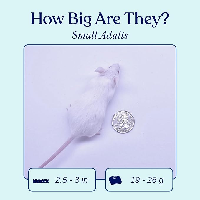 MiceDirect EST. 2003 125 Frozen Mice Small Adult Feeders Snake Food for Juvenile Red Tail Boas Ball Pythons Adult Sand Boas Milks Corn (2.5-3 in) (2375 Grams Min)