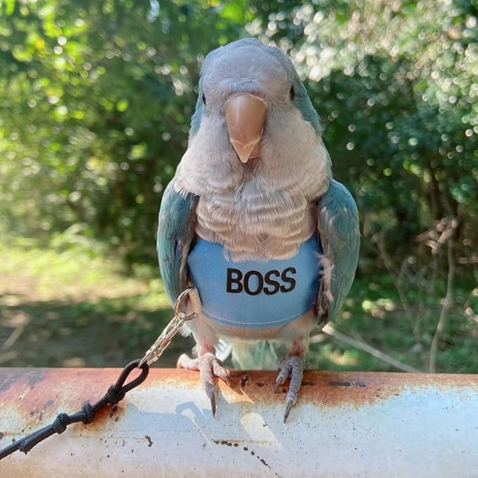Bird Flight Harness Vest, Parrot Flight Suit with Leash, Bird Flying Clothes with Rope and Handle for Outdoor Activities (XL)