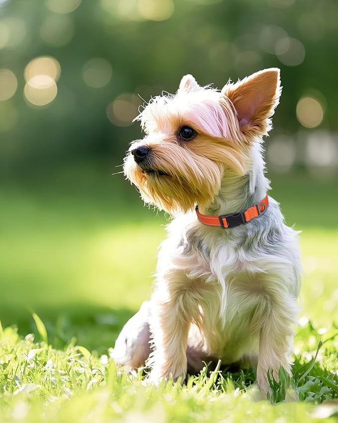 Joytale Small Dog Collar, Reflective and Adjustable Nylon Collar with Quick-Release Buckle, Lightweight No-Choke Design for Small Dogs, Orange, 5/8" Width
