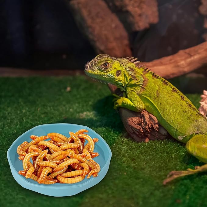 COMSUN 4 Pack Small Reptile Food Dish Bowl, Plastic Worm Water Dish Plate for Lizard Gecko Bearded Dragon Chameleon 4" W x 4" D x 0.5" H, Blue and Yellow