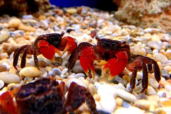 Aquatic Foods Inc. Calcium Feeder Small, Medium & Large Shells. Extra Thick Shells for Shrimp, Snails, Crabs, Crayfish, Hermit Crabs and All Tropical Fish…310 Count Jar