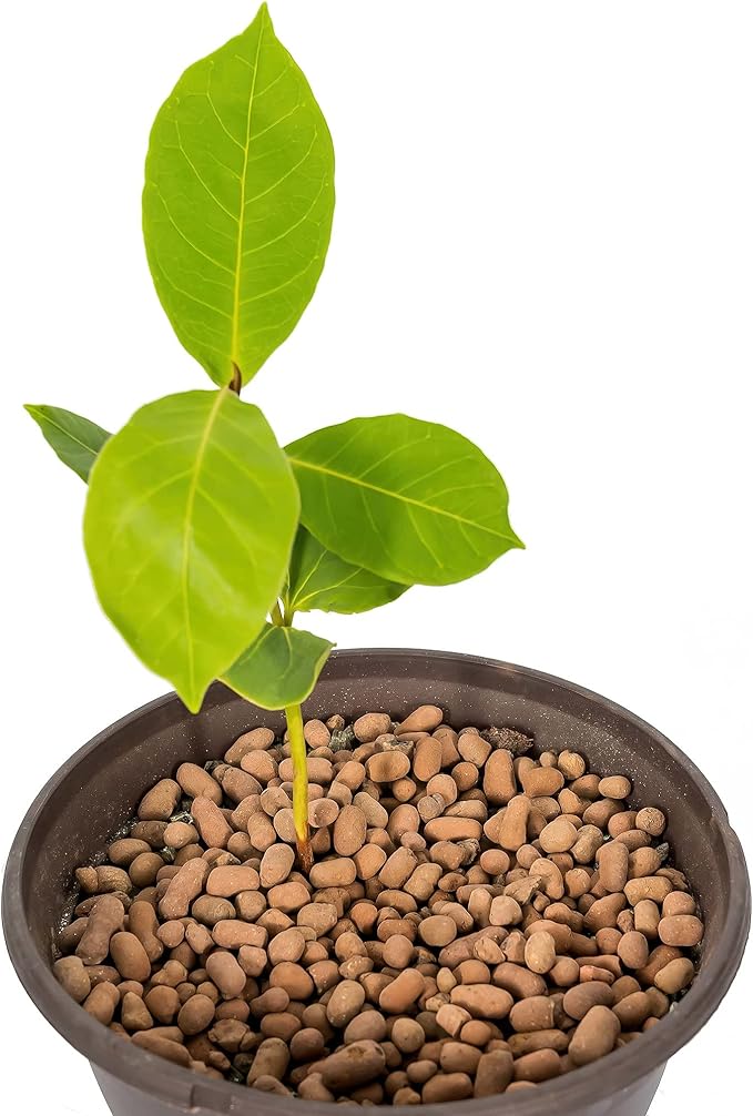 Gardenera Expanded Clay Pebbles for Plants – 4mm-16mm LECA Balls | 100% Natural Hydroton Clay for Drainage, Hydroponics, Aquaponics, Terrariums, Orchids & Indoor Plant Growing Medium - 5 Quarts