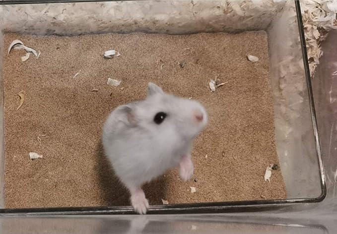 Cumuiu Hamster Sand Bathroom Clear Acrylic Toilet Tray Bathroom for Hedgehog Squirrel Hamster Guinea Pigs and Small Animal (Small)