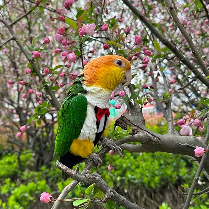 Bird Diapers Bird Harness Tuxedo Flight Suits with 80in Flying Leash Parrot Nappy with Waterproof Inner Layer Urine Wet Suite for Cockatiel Conure Parakeet Macaw Budgie-Black,L