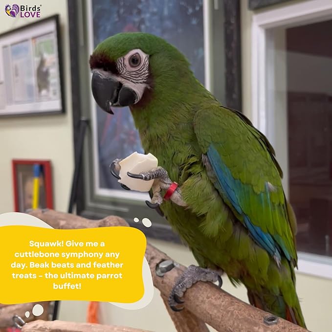 Birds LOVE Natural Cuttlebone for Birds & Reptiles – 100% Pure Sun-Dried Calcium Supplement – Supports Beak, Bone & Shell Strength – Safe Daily Use - 1 Pack with Holder, Size 7.5 to 8"