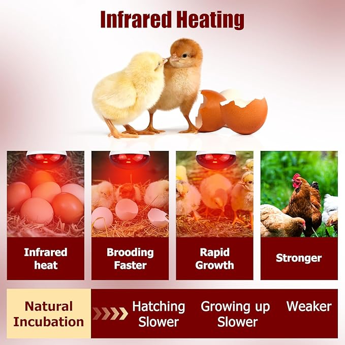 250W Infrared Heat Lamp for Chicken, Red Heat Light Bulb R125 2 Pack, Heat Lamp Bulb for Chick Croop, Reptiles, Pets, Food