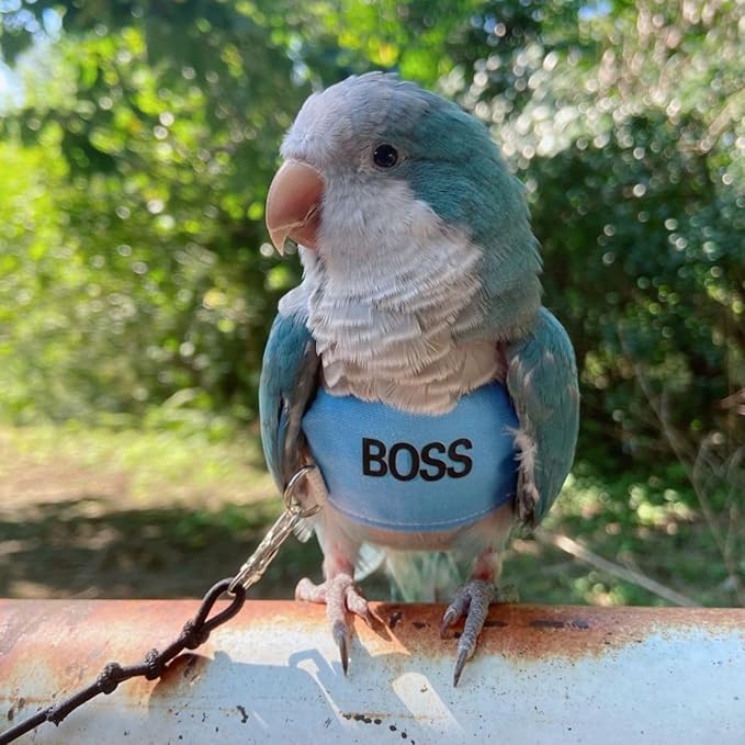 Bird Flight Harness Vest, Parrot Flight Suit with Leash, Bird Flying Clothes with Rope and Handle for Outdoor Activities (XL)