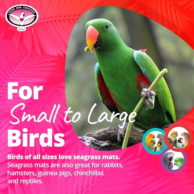 Super Bird Creations SB50004 Seagrass Mat for Cage Decor, Pet Enrichment and Boredom Relief - Versatile Toy-Making Base - Ideal for Parrots - Small to Large Birds & Reptiles - 10"x10" (3 Pack)