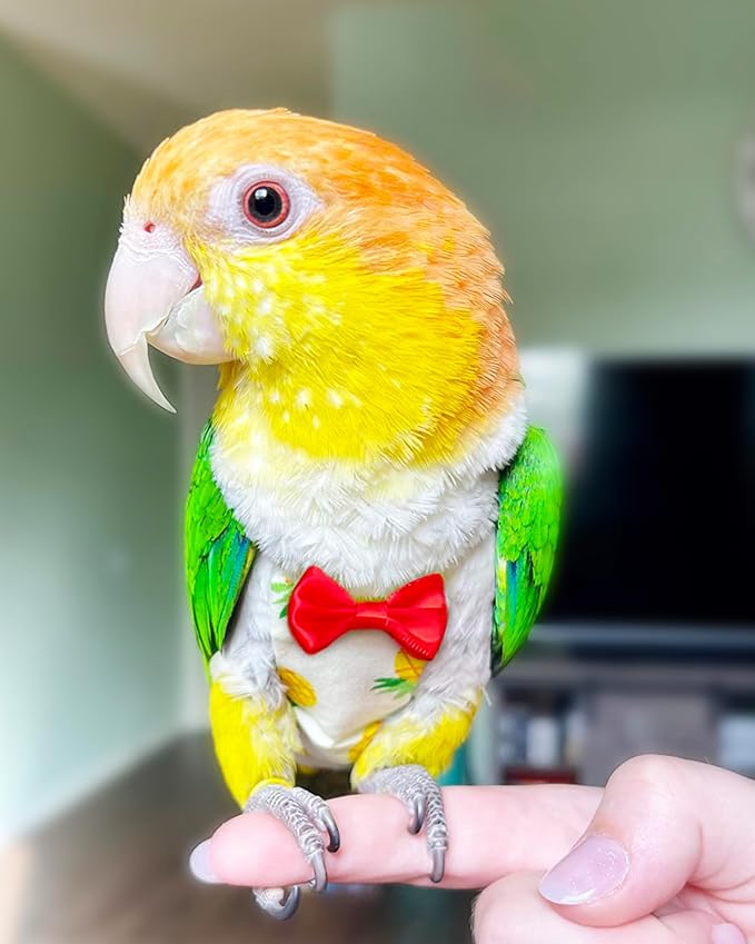 UKJENT Bird Diaper Protective Parrot Nappy - 2 Pack, Reusable Flight Suit with Waterproof Inner Layer, Washable Cute Urine Wet Suit for Cockatiel Monk Parakeet Sun Parakeet Lory(S)