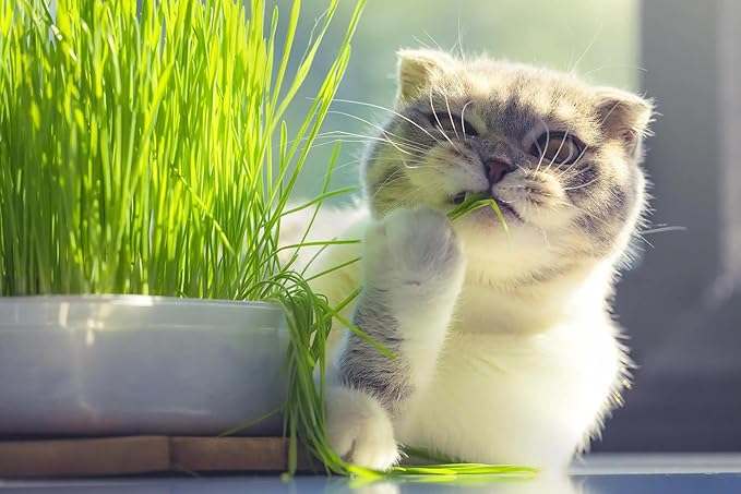 GARDENERA Cat Grass Potting Mix - Nurture Your Cat's Well-Being with This Specially Formulated Blend - 3 QUARTS