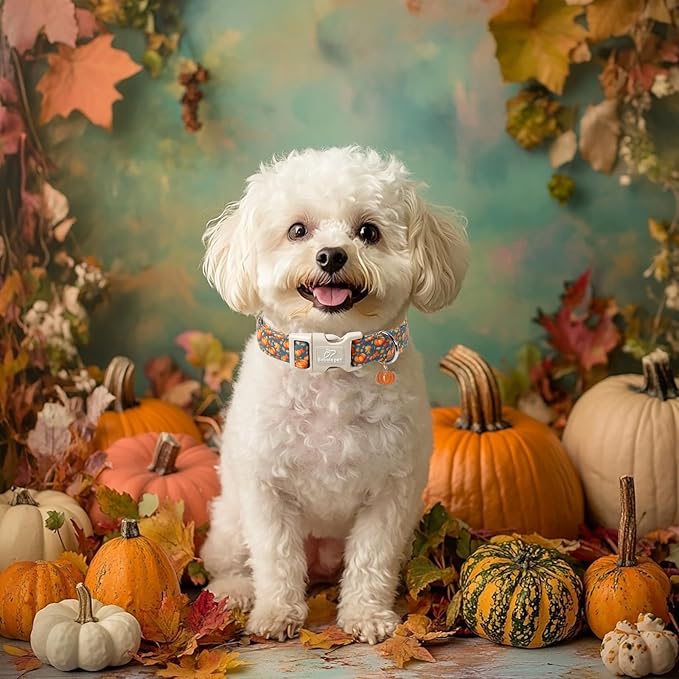 Fall Dog Collar Cute Autumn Pumpkin Puppy Collar - Light Comfortable Adjustable Pet Collars for Small Medium Large Girl Boy Dogs S